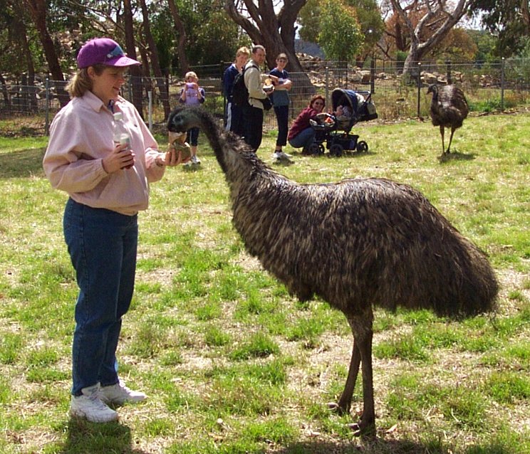 karen_emu.jpg