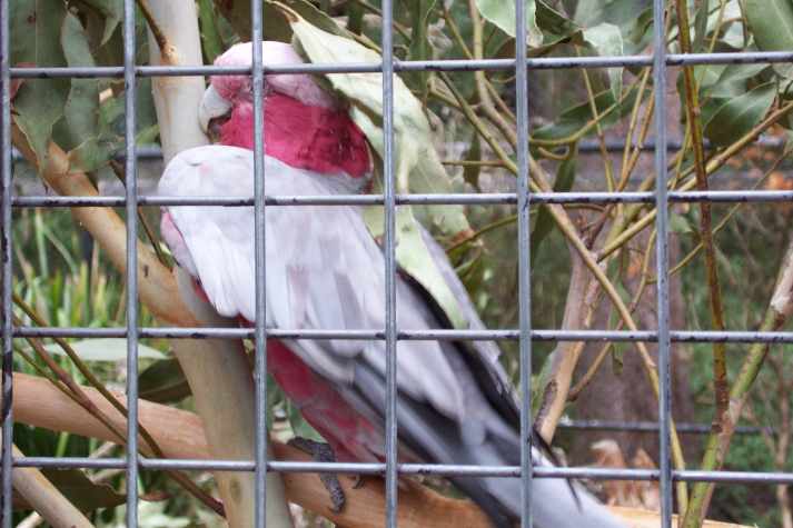 galah cockatoo mating dance galah cockatoo mating dance